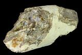 Fossil Mastodon (Gomphotherium) Tusk Sections - Kansas #136667-6